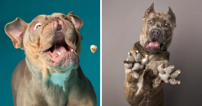 I'm A Dog Photographer Who Specializes In Derpy Expressions