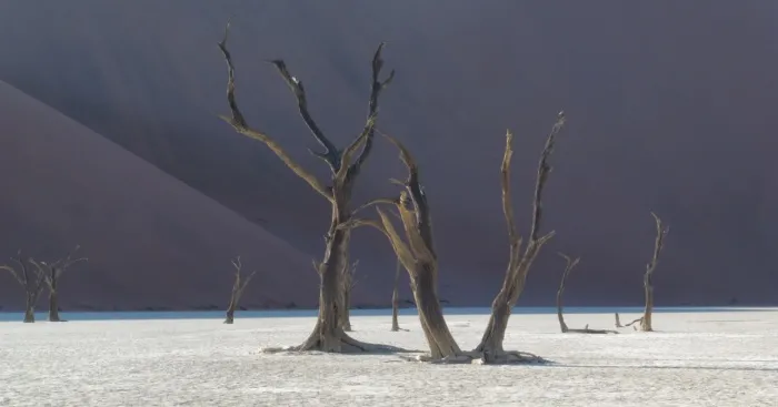 My Pictures From The Namib Desert Look Like They Were Taken On Another Planet!