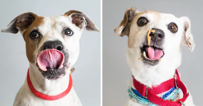 I Photographed Senior Pups Eating Peanut Butter To Help Them Get Adopted