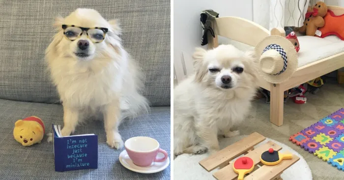 Little Chihuahua Riceball And His Miniature Room