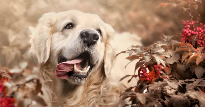 I Photographed My Amazing Dogs Kicia And Morsik