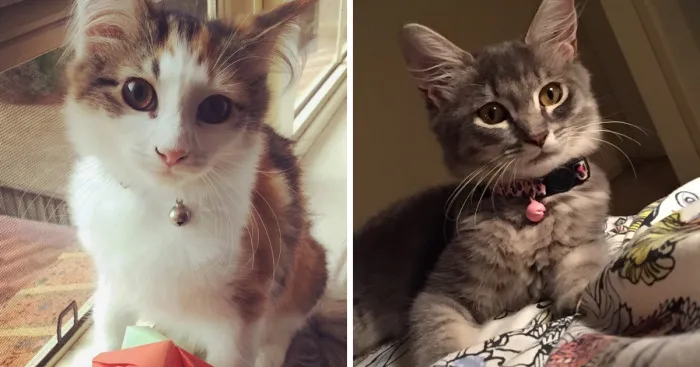 My Cats Help Me Calm Down From My Anxiety Attacks