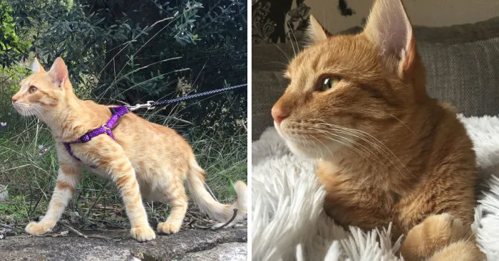 My Amazing Ginger Cat Bastiaan From Greek Beach