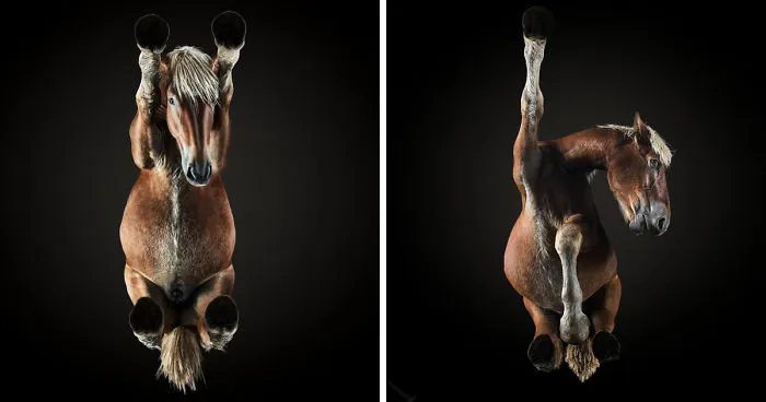 Under-Horse: I Photograph Horses From Underneath