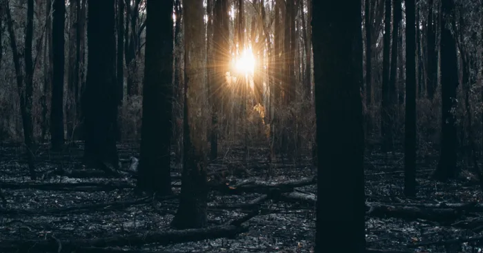 Hiking Through A Burnt Forest