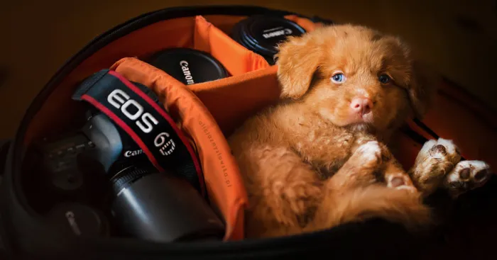Puppies Decided To Sleep And Have Fun In My Camera Bag