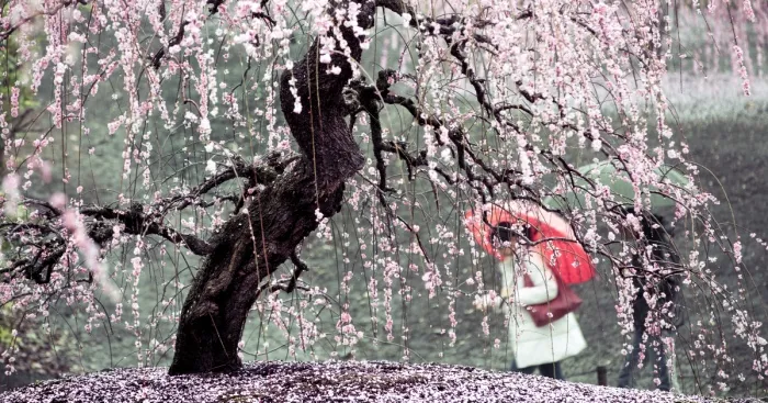 I Captured Plum Trees Blooming In Japan (Part 2)