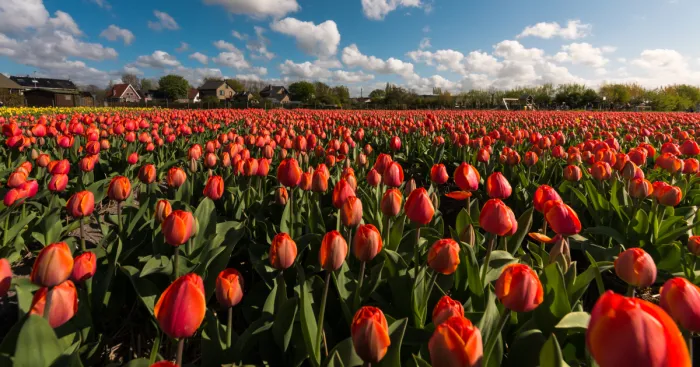 I Photographed The Endless Dutch Tulip Fields
