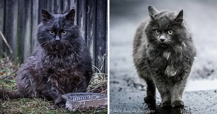 Look Into Abandoned Cat's Eyes: Photographer From Riga Captured Homeless Cats Around The City