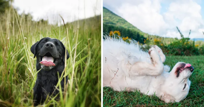 Dogs Romping And Enjoying Spring!