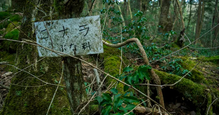 I Went Hiking By Myself To Aokigahara, Japan's Suicide Forest