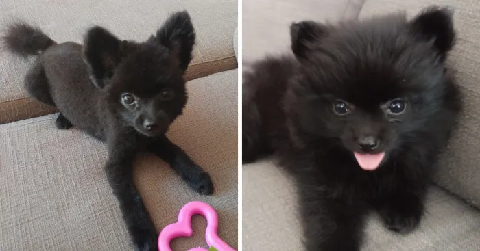 My Name Is Gizmo. No, Not The Gremlin