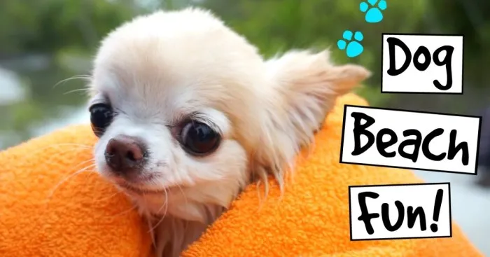 Cute Puppy Sized Chihuahua Swimming