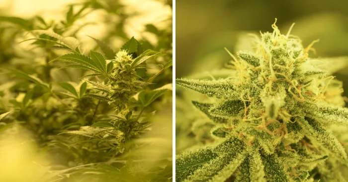 Sometimes I Take Photos Of Medical Cannabis For My Job