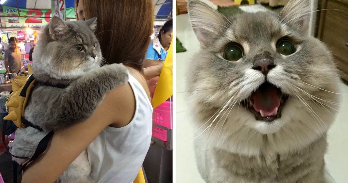 Este es Bone Bone, un enorme gato esponjoso de Tailandia con quien todo el mundo se quiere fotografiar