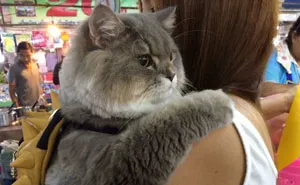 Meet Bone Bone, The Enormous Fluffy Cat From Thailand That Everyone Asks To Take A Picture With