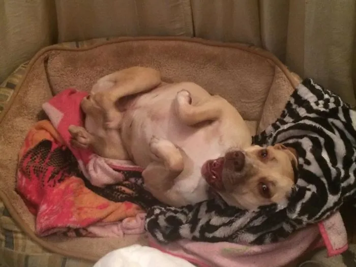 I Think My Pitbull Is Defective. She's Very Lazy And Won't Attack.