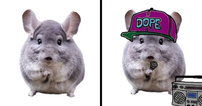 Drawing Challenge: Spice Up This Chinchilla's Life