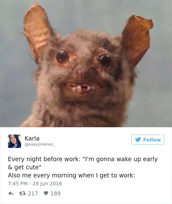 Funny work meme featuring a scruffy animal, showcasing the reality of morning routines compared to nightly intentions.
