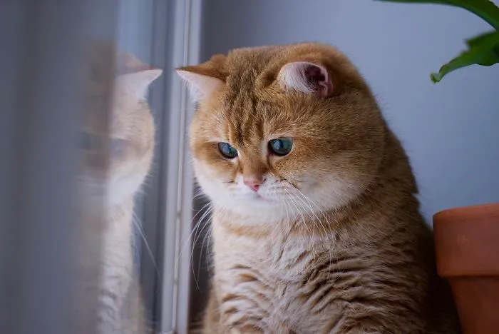Meet Hosico, Real-Life Puss In Boots