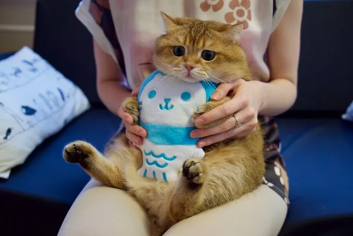 Meet Hosico, Real-Life Puss In Boots