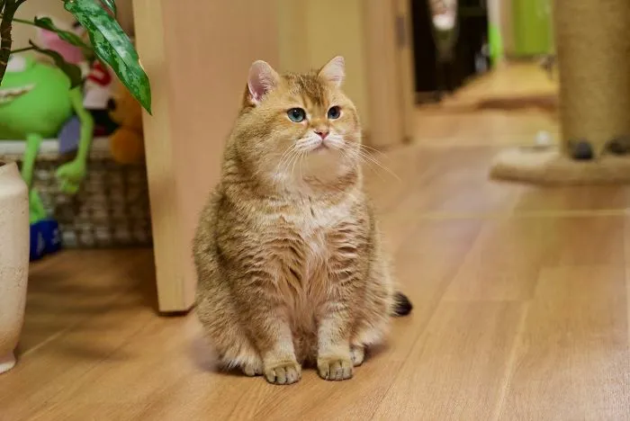 Meet Hosico, Real-Life Puss In Boots