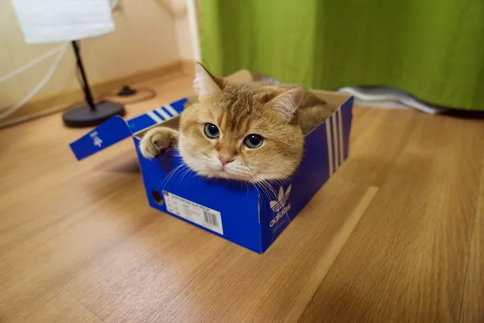 Meet Hosico, Real-Life Puss In Boots