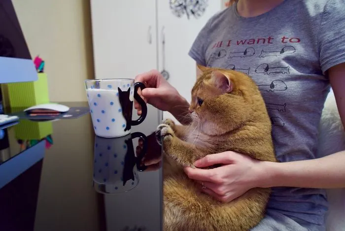 Meet Hosico, Real-Life Puss In Boots