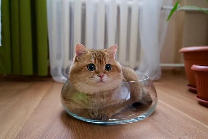 Meet Hosico, Real-Life Puss In Boots