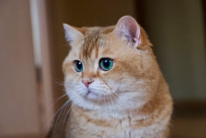 Meet Hosico, Real-Life Puss In Boots