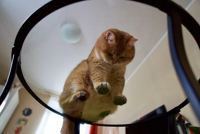 Meet Hosico, Real-Life Puss In Boots