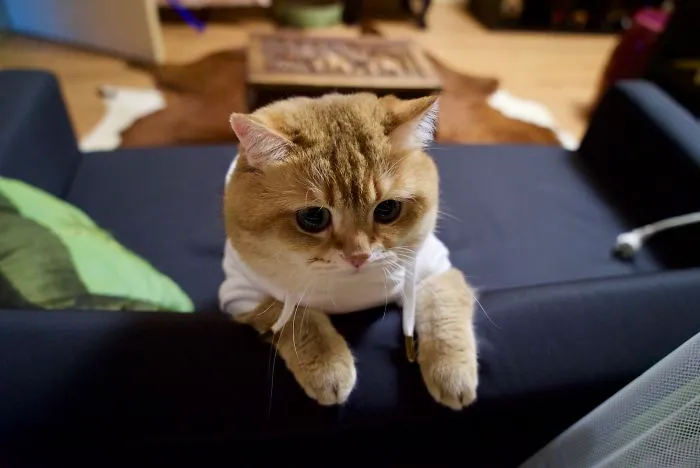 Este es Hosico, el auténtico Gato con Botas en la vida real