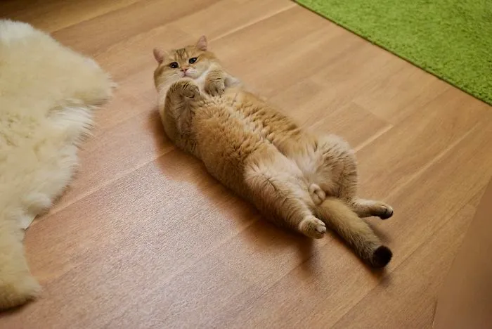 Meet Hosico, Real-Life Puss In Boots