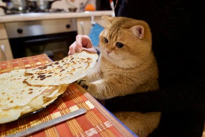 Meet Hosico, Real-Life Puss In Boots