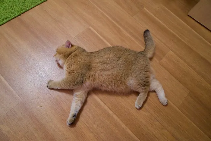 Meet Hosico, Real-Life Puss In Boots