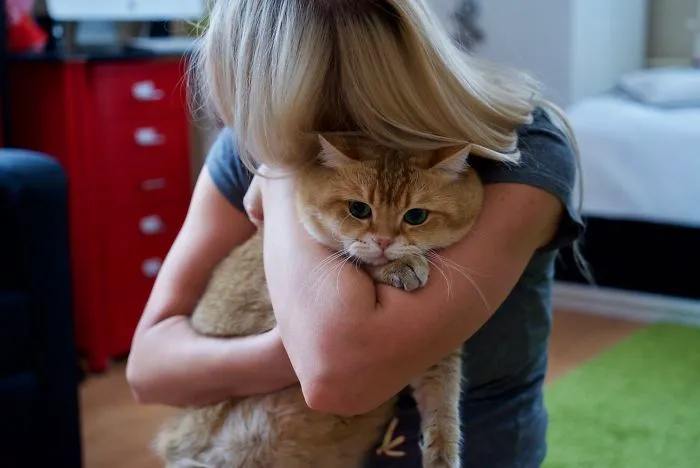 Meet Hosico, Real-Life Puss In Boots