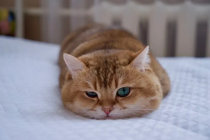 Meet Hosico, Real-Life Puss In Boots
