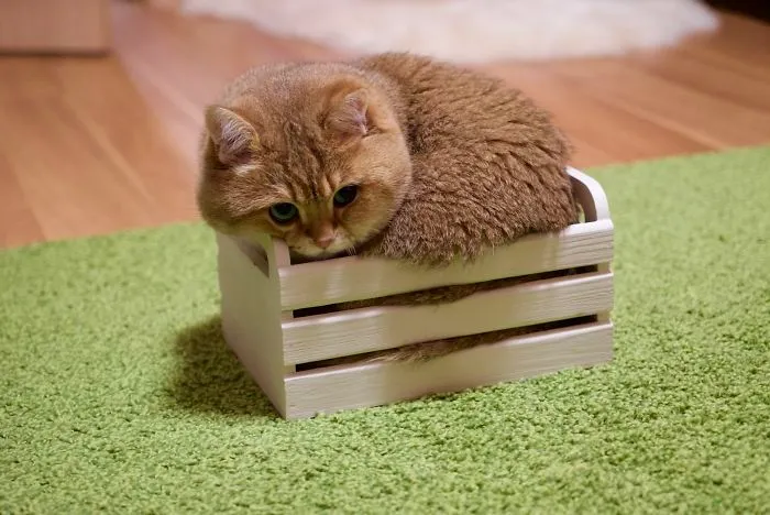 Meet Hosico, Real-Life Puss In Boots