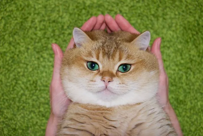 Meet Hosico, Real-Life Puss In Boots