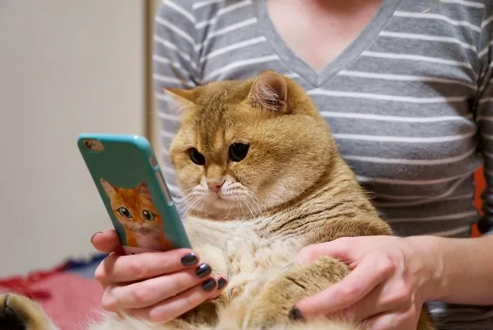 Meet Hosico, Real-Life Puss In Boots