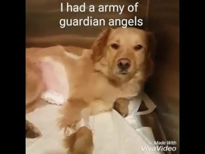 Dog Bleeding On The Side Of The Road Brought Back To Life