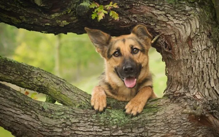 Cute German Shepherd