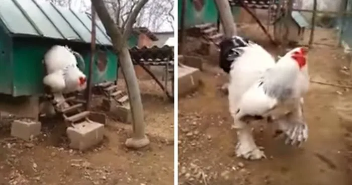 People Can't Believe How GIANT This Chicken Is