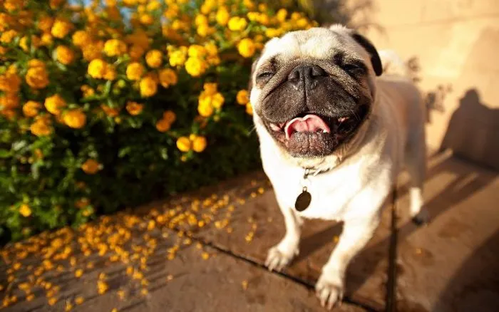 Happy Pug