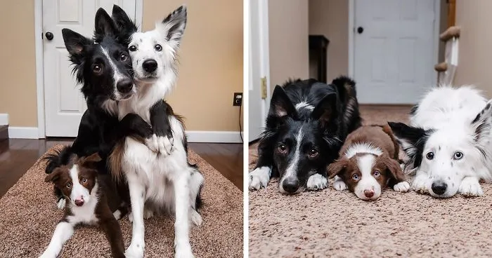 Famous 'Hugging Dogs' Have A New Family Member, And They Are Teaching Him To Hug