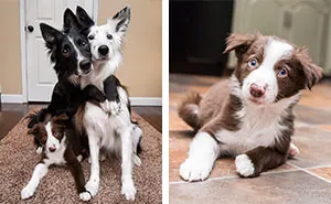 Famous 'Hugging Dogs' Have A New Family Member, And They Are Teaching Him To Hug