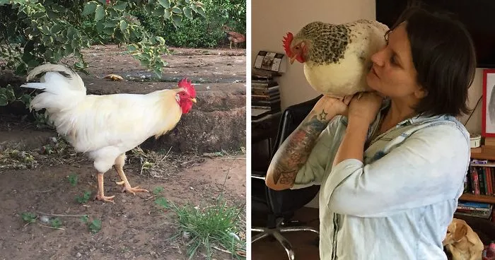 I Rescue And Care For Chickens In Paradise