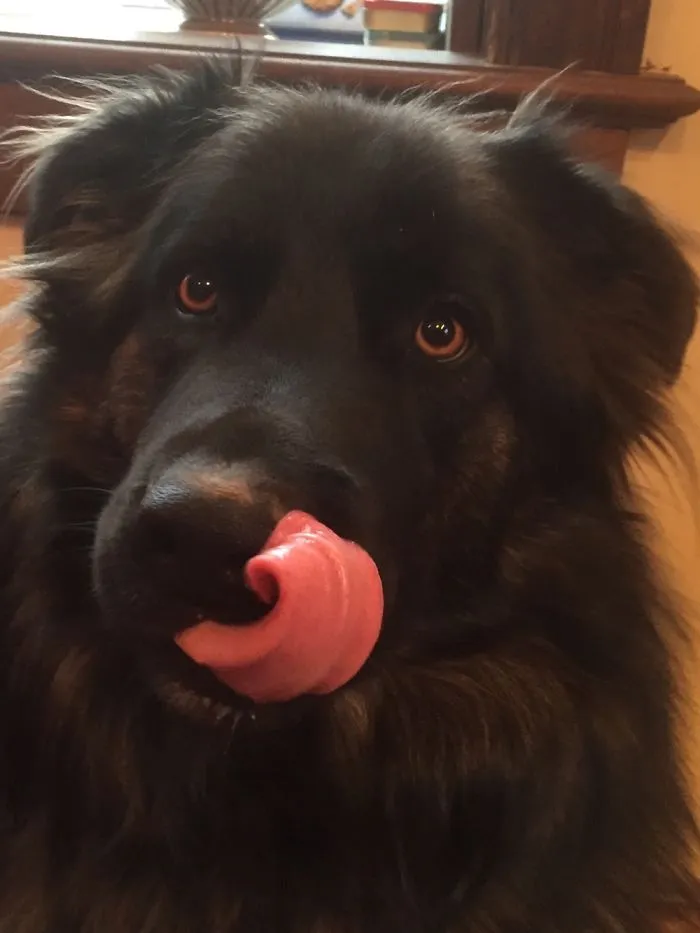 175 Of The Most Adorable Animal Mlems" Ever"