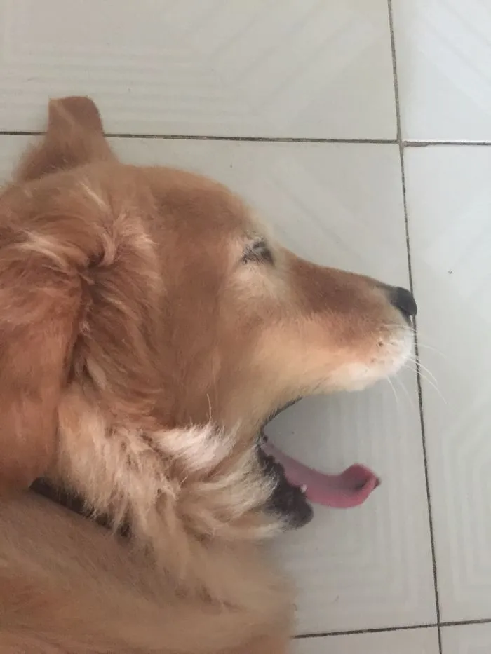 175 Of The Most Adorable Animal Mlems" Ever"