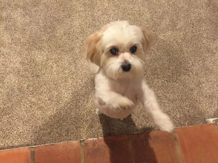 Dogs Are Awesome